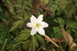 D7D00367 Wood Anemone (Anemone nemorosa).jpg